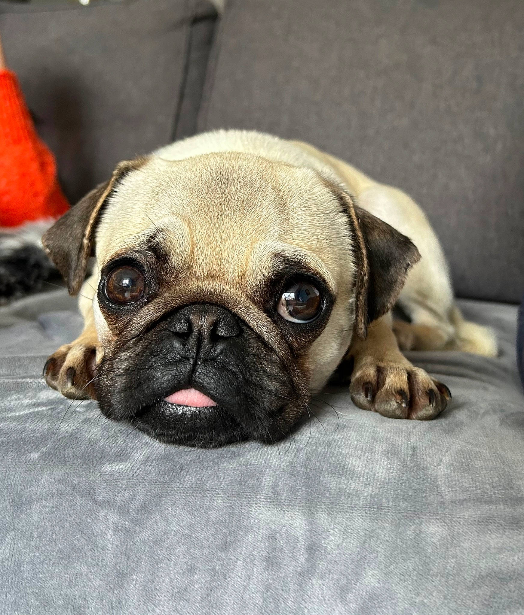 Tao participe au concours pour gagner de l'argent avec cette photo : ancient_dog_breeds, canidae, carnivore, companion_dog, dog, dog_breed, fawn, non_sporting_group, pug, puppy, snout, sporting_group, terrestrial_animal, toy_dog, whiskers, working_animal, wrinkle
