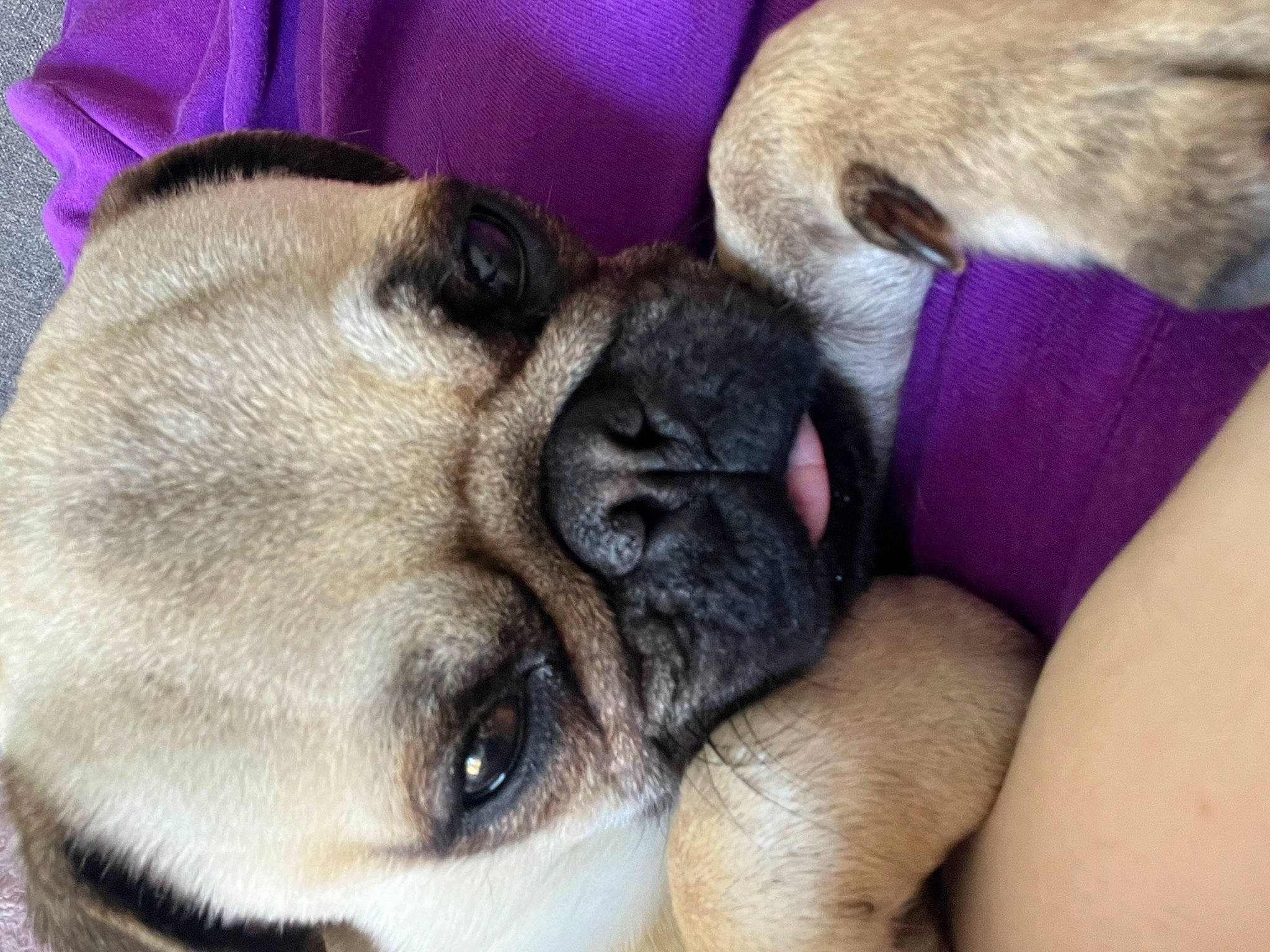 Tao participe au concours pour gagner de l'argent avec cette photo : carnivore, comfort, companion_dog, dog, dog_breed, ear, fawn, non_sporting_group, pug, snout, sporting_group, toy_dog, working_animal, wrinkle