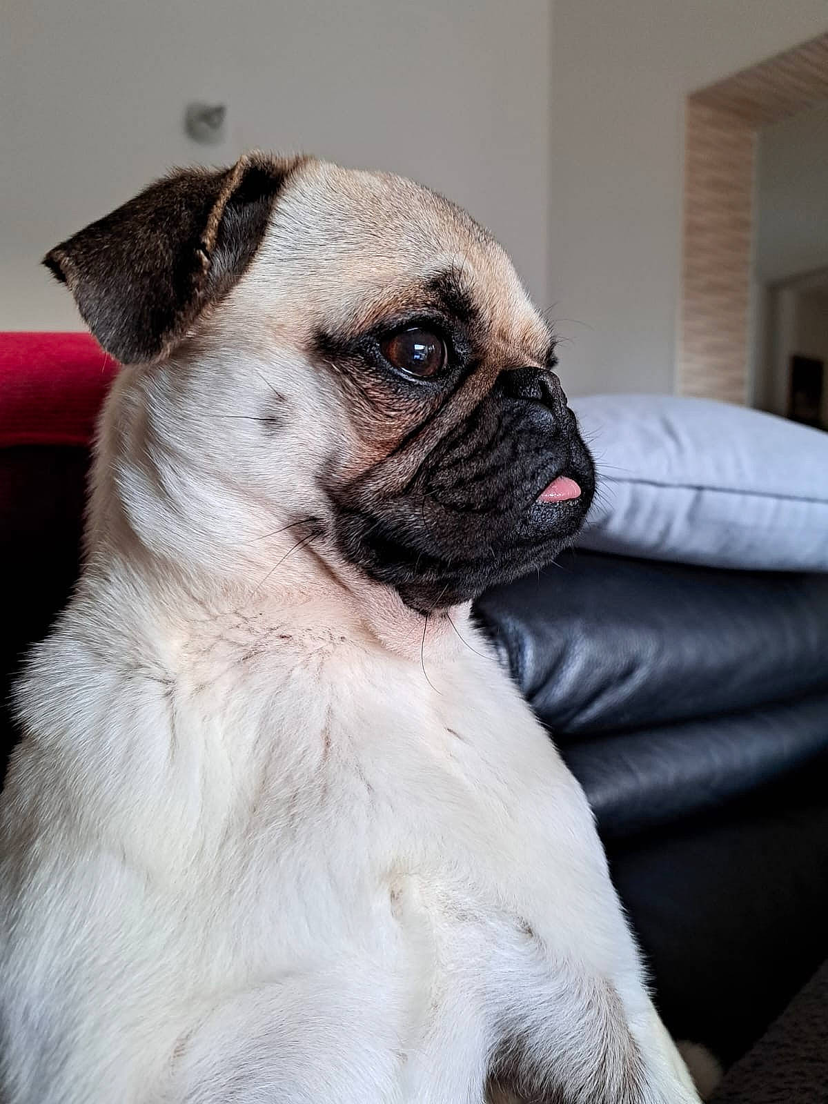 Tao a rejoint le concours — aidez-le/la à gagner de superbes lots ! ancient_dog_breeds, biting, bored, canidae, carnivore, comfort, companion_dog, dog, dog_breed, fawn, fur, non_sporting_group, pug, snout, sporting_group, terrestrial_animal, toy_dog, whiskers, working_animal, wrinkle