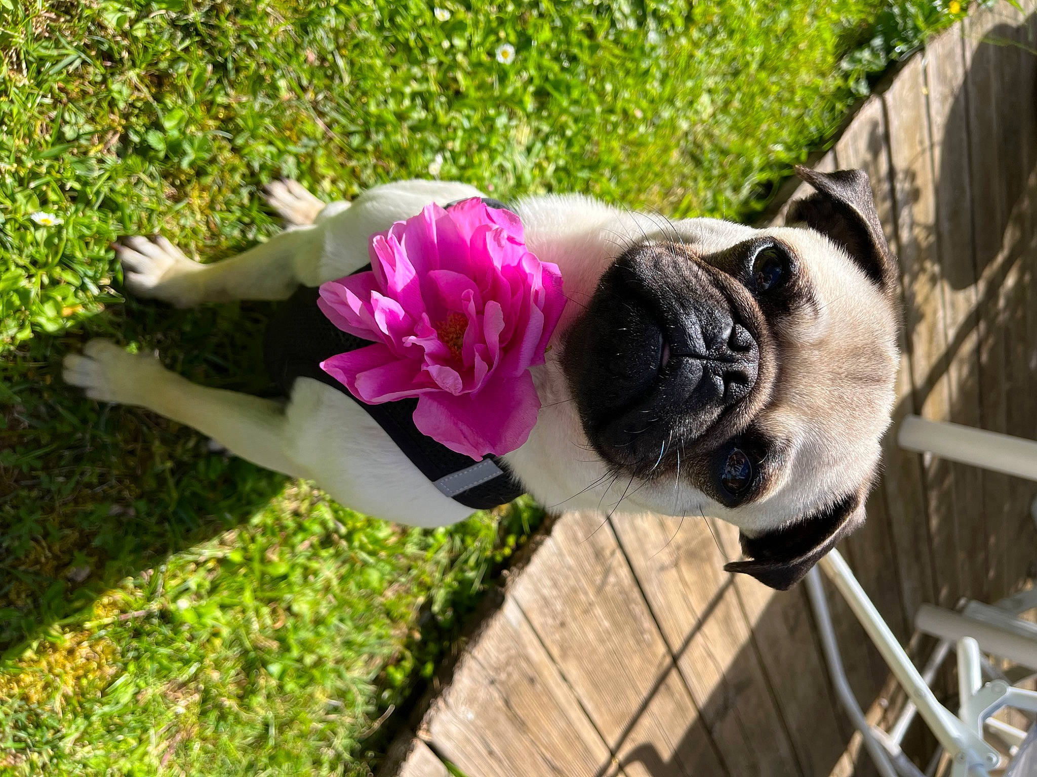 Tao a rejoint le concours — aidez-le/la à gagner de superbes lots ! carnivore, collar, companion_dog, dog, dog_breed, dog_collar, eye, fawn, flower, grass, leash, magenta, petal, plant, pug, snout, sporting_group, sunglasses, tree, working_animal