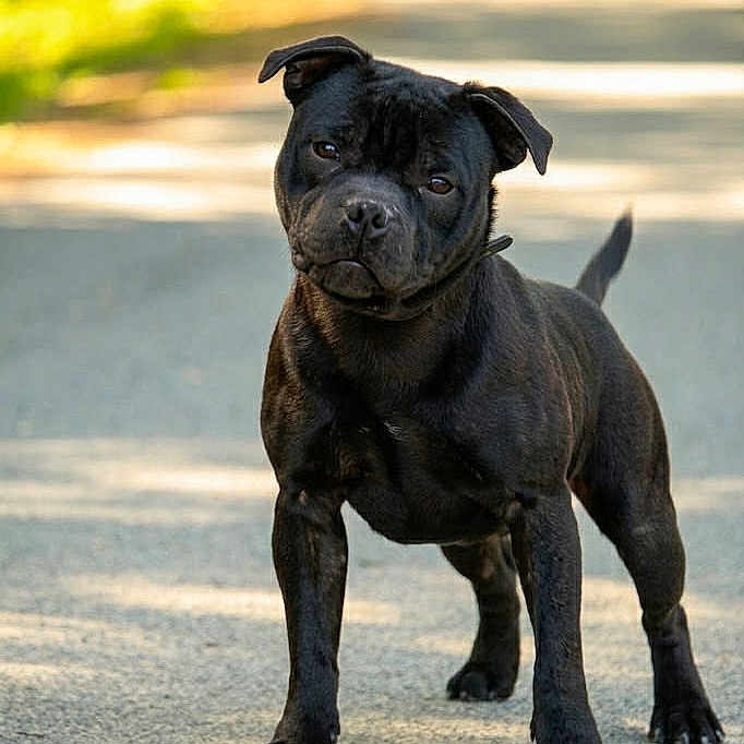 Anakin participe au concours pour gagner de l'argent avec cette photo : dog, black_dog, staffordshire_bull_terrier, pet, animal, canine, outdoor, path, sunlight, greenery, curious, standing, ears, tail, fur, nature, daylight, portrait, road, mammal