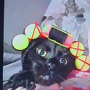 Olivia joined the competition — help win amazing prizes! art, black_cat, carnivore, cat, circle, creative_arts, felidae, font, fur, graphic_design, graphics, illustration, magenta, paint, painting, pattern, small_to_medium_sized_cats, tail, visual_arts, whiskers