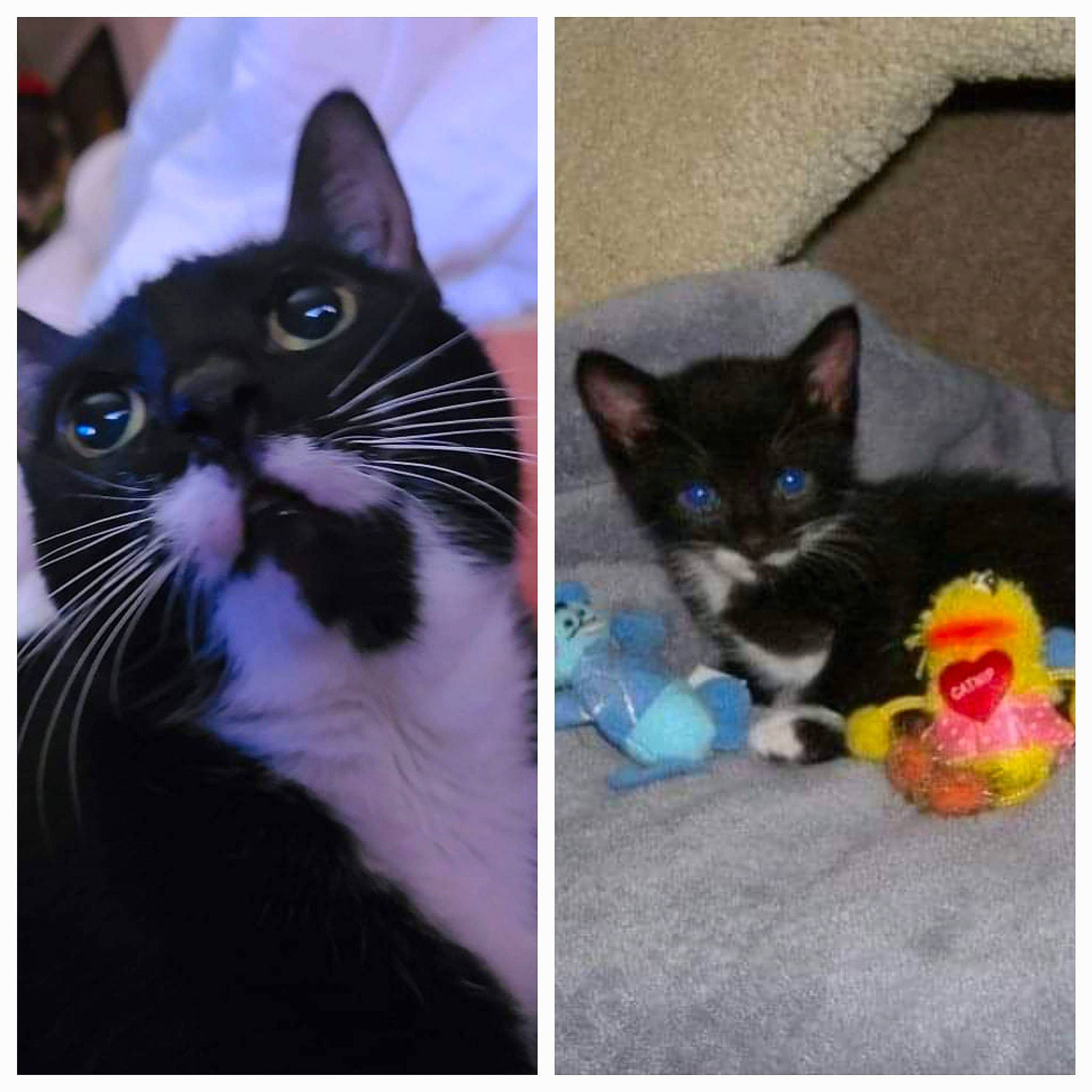 Abbie is registered to the contest to win money with this photo: beauty, carnivore, cat, comfort, domestic_short_haired_cat, electric_blue, eye, felidae, formal_wear, fur, mammal, paw, rectangle, small_to_medium_sized_cats, snapshot, snout, square, tail, vertebrate, whiskers