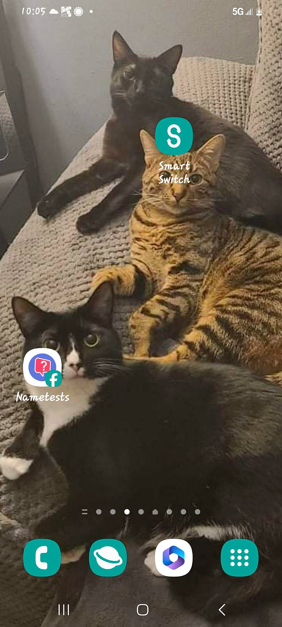 Henry joined the competition — help win amazing prizes! carnivore, cat, comfort, domestic_short_haired_cat, felidae, fur, grey, mammal, paw, photo_caption, small_to_medium_sized_cats, snout, tail, terrestrial_animal, vertebrate, whiskers