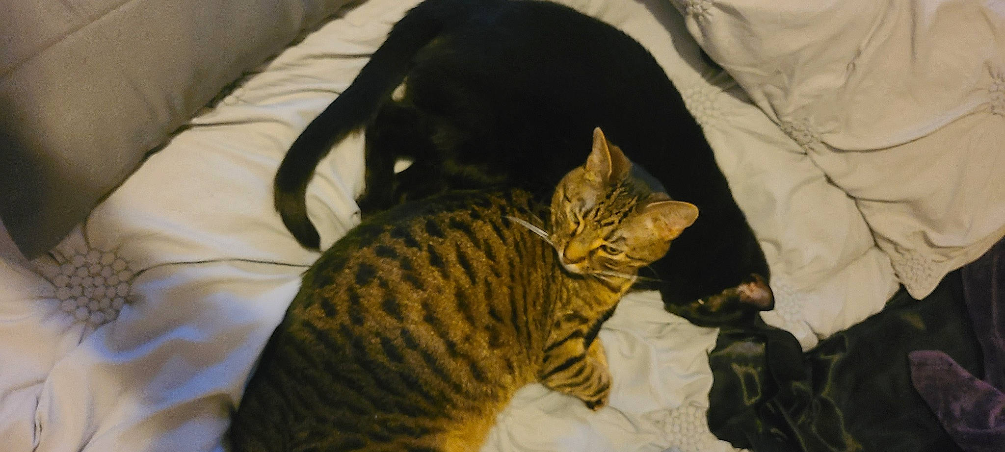 Henry is registered to the contest to win money with this photo: bed, carnivore, cat, comfort, domestic_short_haired_cat, felidae, fur, linens, mammal, small_to_medium_sized_cats, snout, tail, terrestrial_animal, textile, tree, vertebrate, whiskers