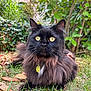 cat, black_cat, yellow_eyes, long_fur, outdoor, grass, leaves, greenery, pet, animal, nature, close_up, feline, collar, tag, relaxed, sitting, portrait, garden, daylight