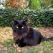 Trinity a rejoint le concours — aidez-le/la à gagner de superbes lots ! black_cat, cat, animal, pet, outdoor, grass, leaves, autumn, nature, furry, yellow_eyes, hedge, garden, mammal, whiskers, sitting, fur, cute, wildlife, closeup