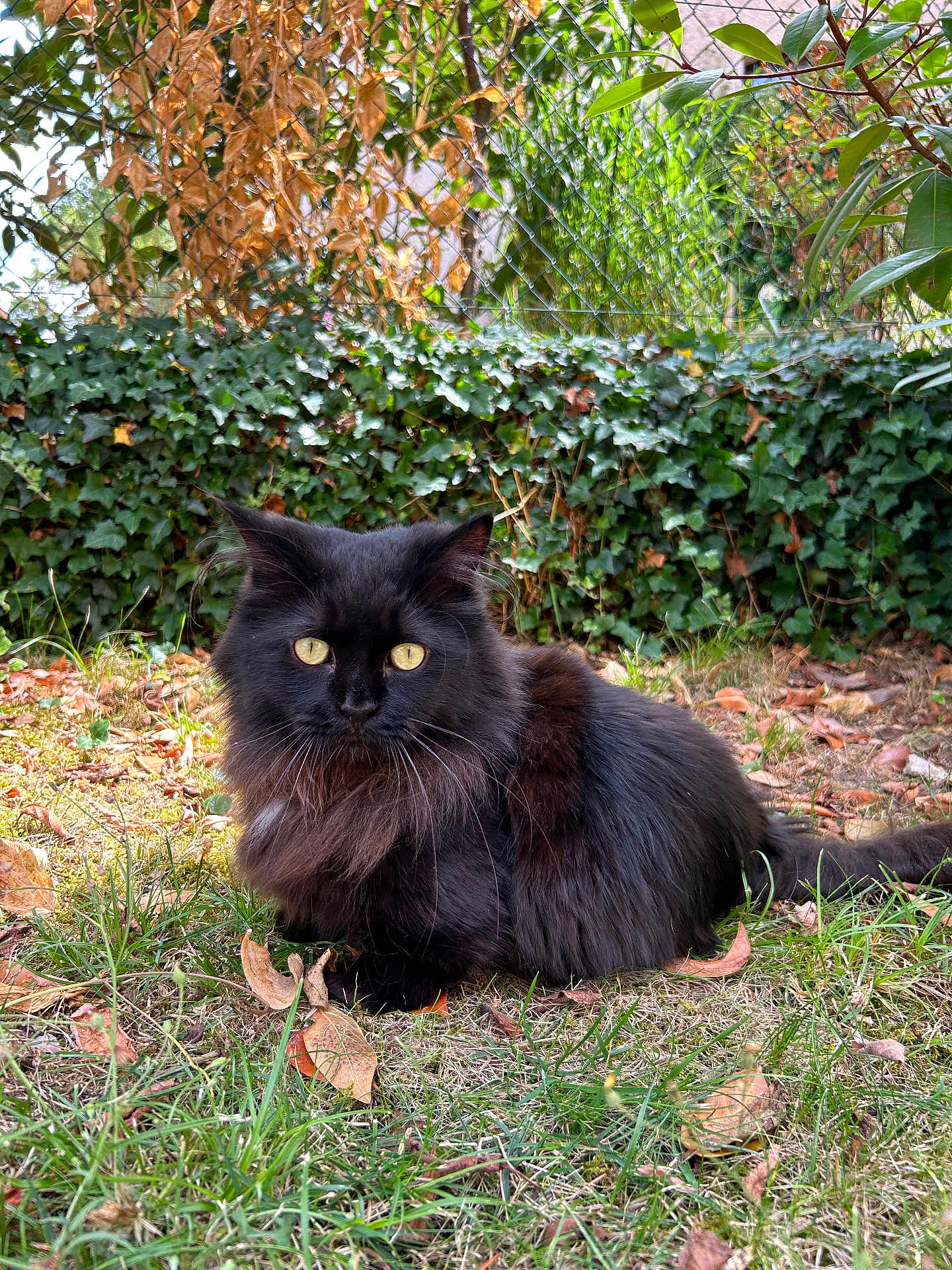 Trinity a rejoint le concours — aidez-le/la à gagner de superbes lots ! black_cat, cat, animal, pet, outdoor, grass, leaves, autumn, nature, furry, yellow_eyes, hedge, garden, mammal, whiskers, sitting, fur, cute, wildlife, closeup