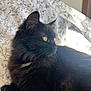 Trinity participe au concours pour gagner de l'argent avec cette photo : cat, black_cat, yellow_eyes, fluffy_fur, bedspread, patterned_bedding, indoor, pet, feline, resting, side_view, animal, whiskers, ears, soft_light, cozy, domestic_cat, portrait, relaxed, curious