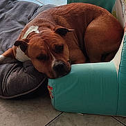 Kynou a rejoint le concours — aidez-le/la à gagner de superbes lots ! dog, brown_dog, pet, resting, armchair, turquoise, cushion, gray_cushion, floor, tiled_floor, indoor, relaxed, canine, animal, headrest, furniture, comfort, quiet, light_reflection, window_reflection