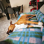 Max a rejoint le concours — aidez-le/la à gagner de superbes lots ! dog, couch, blanket, plaid, living_room, floor_tiles, dining_table, chairs, remote_control, christmas_tree, christmas_decor, holiday, relaxing, sleeping, pet, interior, home, cozy, resting, furniture