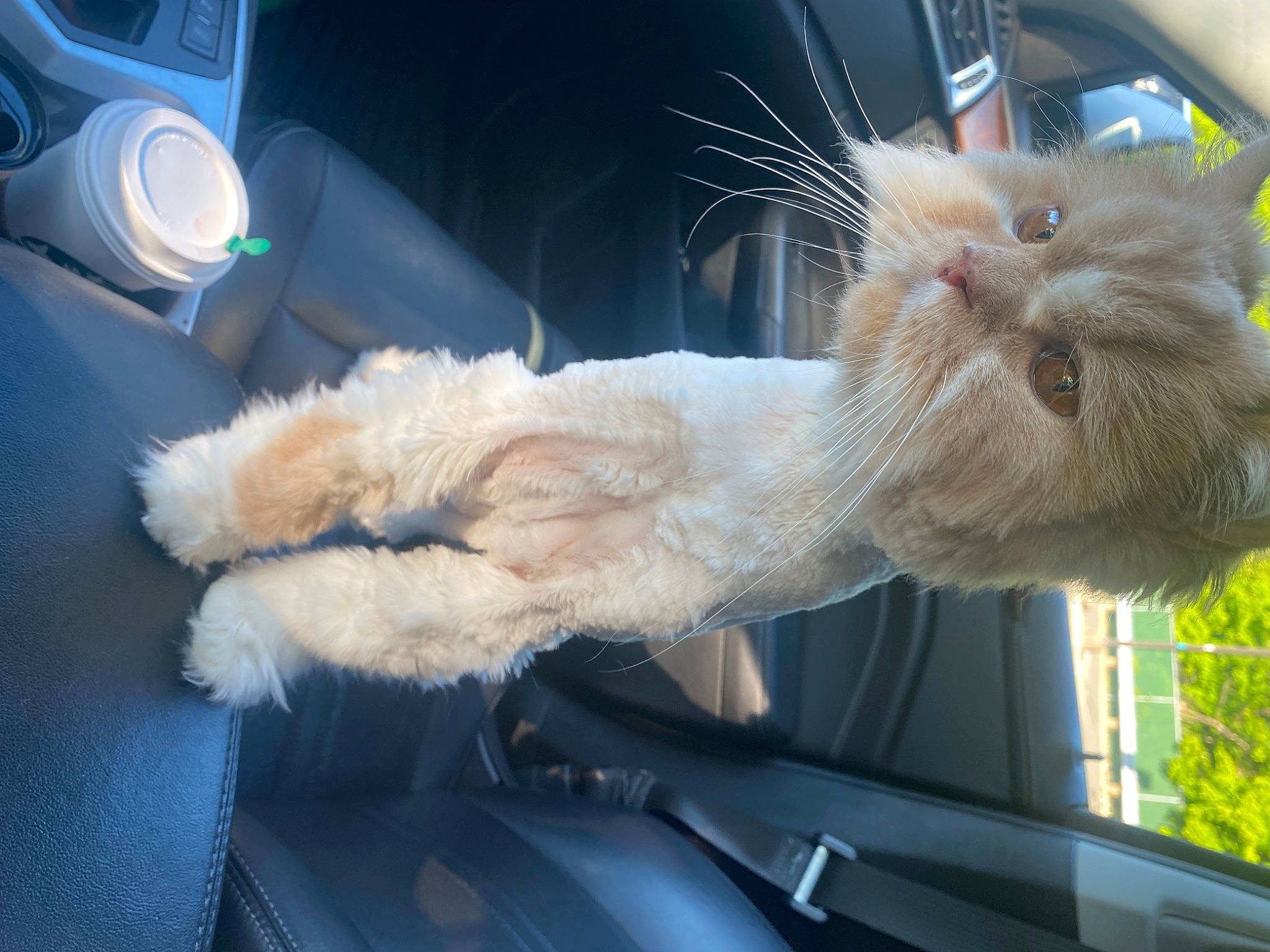 Butters joined the competition — help win amazing prizes! automotive_window_part, carnivore, cat, claw, comfort, domestic_short_haired_cat, fawn, felidae, fur, glass, plant, small_to_medium_sized_cats, snout, tail, vehicle, vehicle_door, whiskers, window, windscreen_wiper, windshield