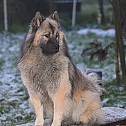 Recky a rejoint le concours — aidez-le/la à gagner de superbes lots ! dog, animal, fluffy, sitting, outdoor, snow, bench, winter, fur, nature, calm, garden, canine, pet, portrait, park, tree, cold, daylight, mammal