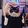 Willow is registered to the contest to win money with this photo: cat, fluffy, indoor, blue_eyes, lounging, feline, pet, black_surface, relaxed, close_up, domestic_animal, fur, whiskers, cute, animal_portrait, home, cozy, resting, mammal, looking
