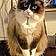 Willow