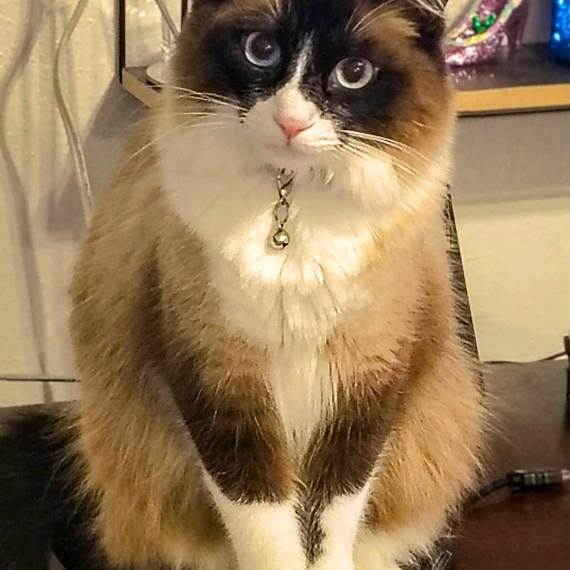 Willow joined the competition — help win amazing prizes! cat, indoor, fluffy, blue_eyes, white_paws, brown_fur, black_mask, necklace, bell, sitting, wooden_surface, decor, houseplant, furniture, pet, animal, closeup, cute, domestic_cat, portrait