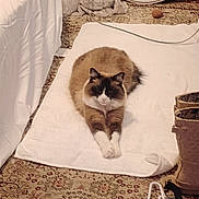 Willow is registered to the contest to win money with this photo: cat, fluffy, towel, carpet, indoor, mirror, boot, stuffed_animal, relaxed, pet, feline, brown, white, black, cozy, resting, home, floor, domestic, animal