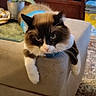 Willow is registered to the contest to win money with this photo: cat, fluffy, black_and_white, pet, indoor, living_room, plant, furniture, ottoman, sweater, cozy, carpet, decor, relaxed, animal, mammal, cute, home, resting, feline