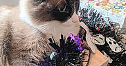 Willow joined the competition — help win amazing prizes! cat, fluffy, indoor, table, garland, purple, black, decorations, curious, colorful, furniture, pet, animal, fur, whiskers, closeup, domestic_cat, holiday, soft, cute