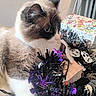 cat, fluffy, indoor, table, garland, purple, black, decorations, curious, colorful, furniture, pet, animal, fur, whiskers, closeup, domestic_cat, holiday, soft, cute