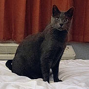 Marty is registered to the contest to win money with this photo: cat, gray_cat, pet, indoor, bed, white_bedspread, curtains, orange_curtains, feline, animal, cute, alert, sitting, fur, whiskers, ears, eyes, domestic_animal, cozy, home