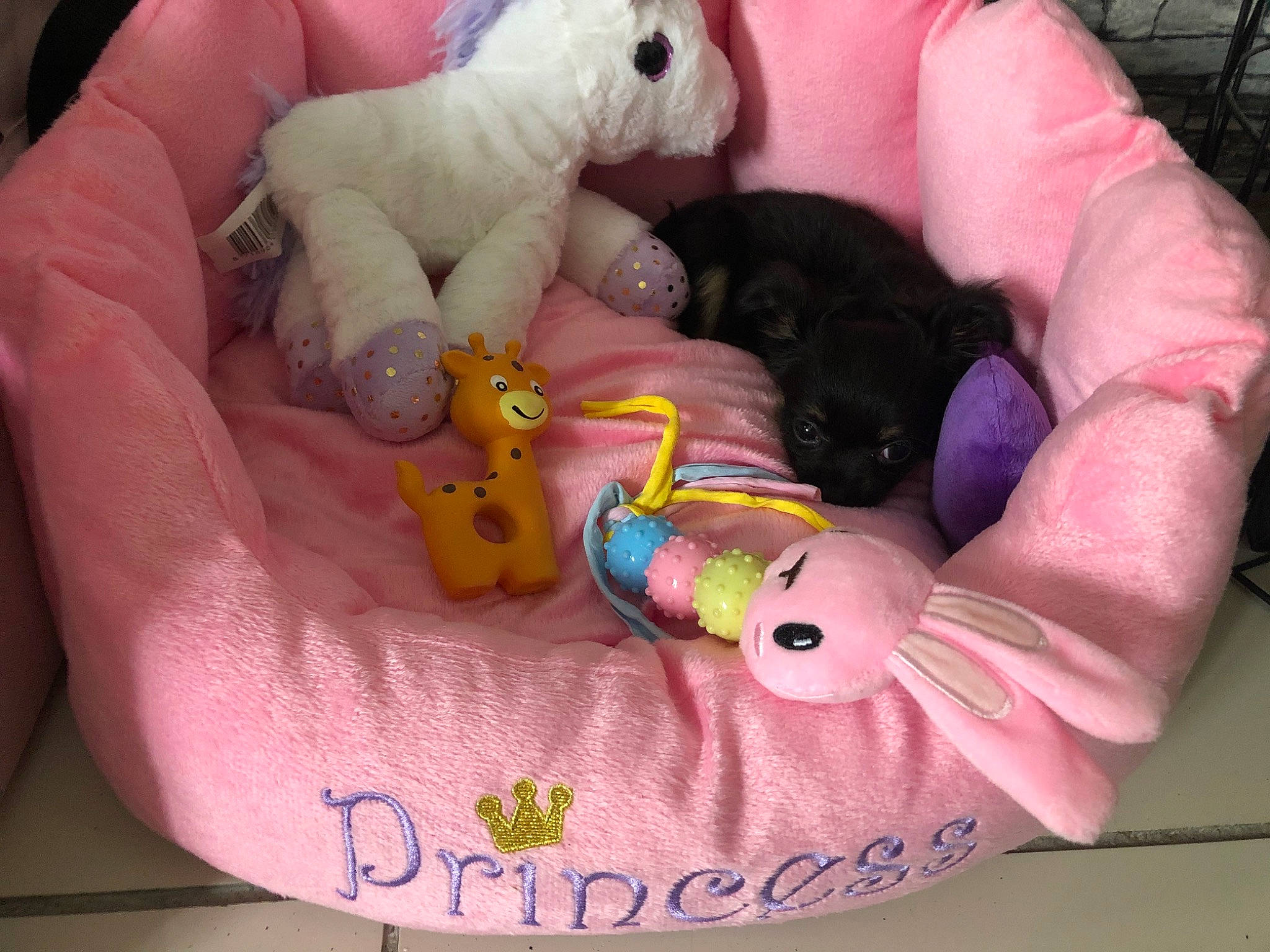Princess a rejoint le concours — aidez-le/la à gagner de superbes lots ! baby_toys, canidae, hand, nail, non_sporting_group, pink, plush, product, puppy, puppy_love, stuffed_toy, textile, toy