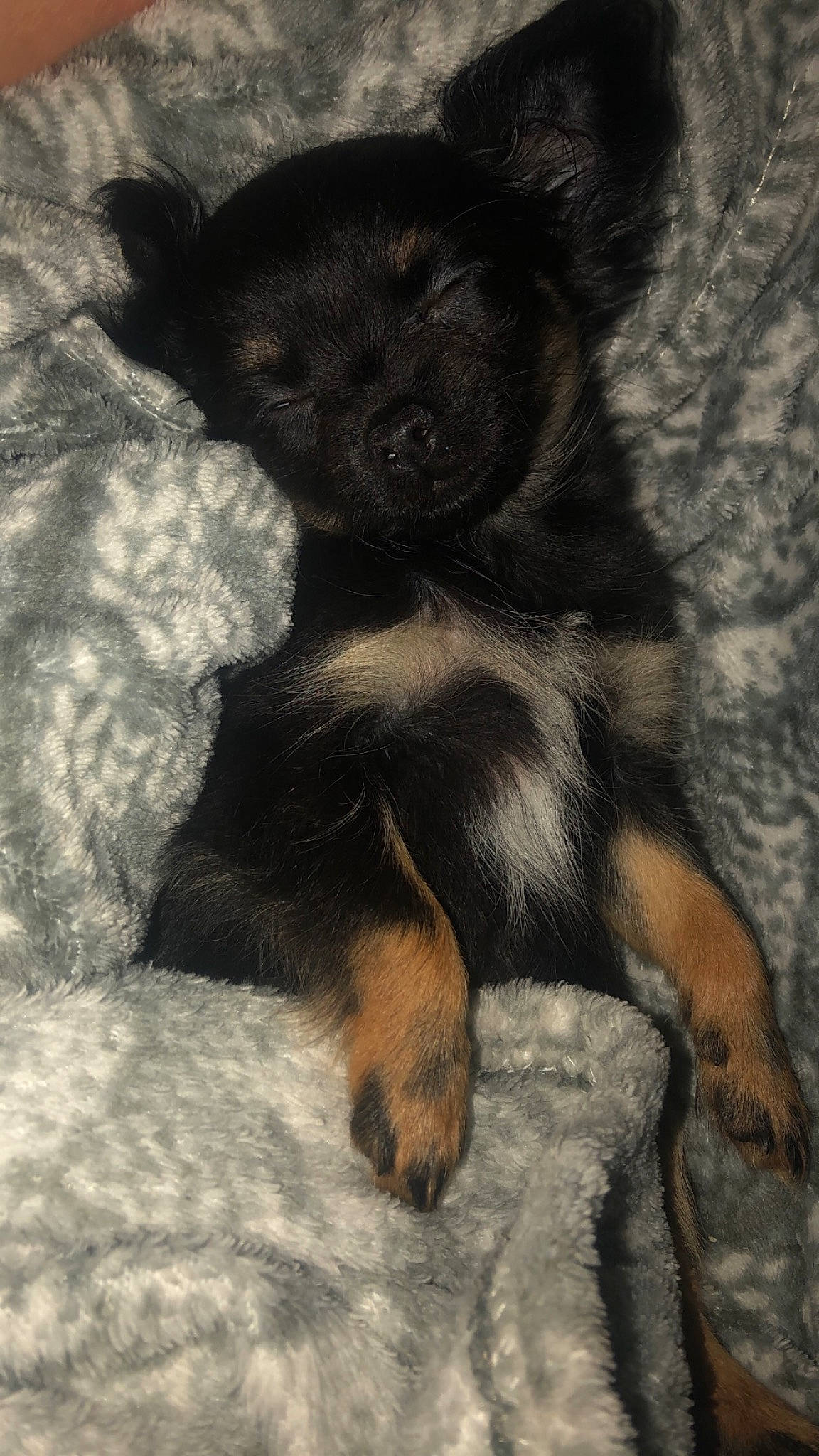 Princess participe au concours pour gagner de l'argent avec cette photo : canidae, carnivore, companion_dog, dog, dog_breed, mammal, puppy, sporting_group, vertebrate