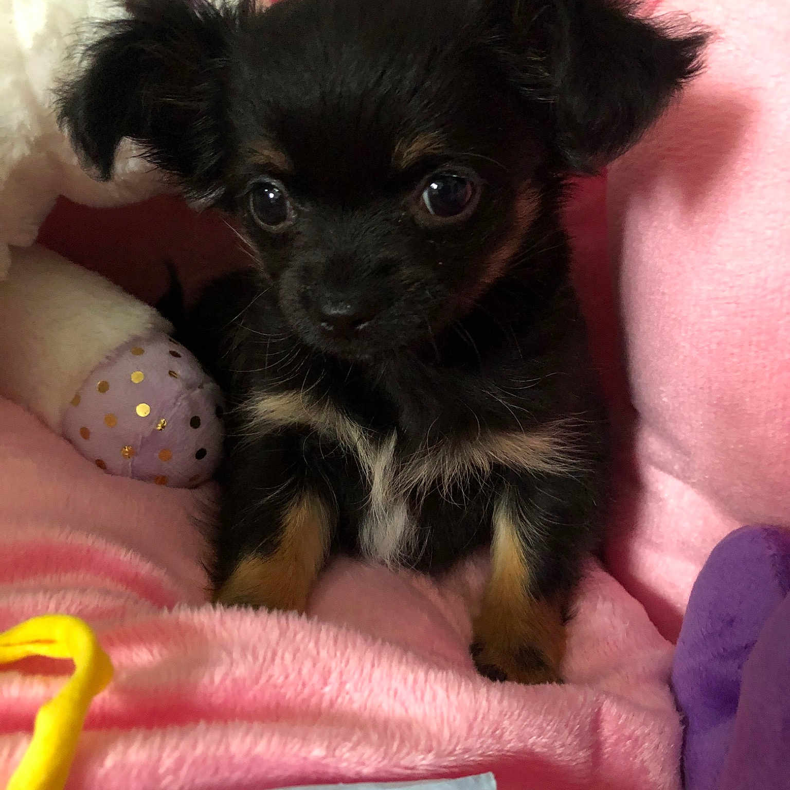 Princess