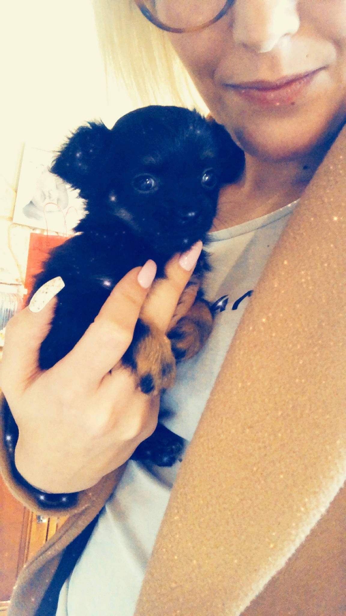 Princess a rejoint le concours — aidez-le/la à gagner de superbes lots ! affenpinscher, black_hair, canidae, carnivore, companion_dog, dog, dog_breed, morkie, non_sporting_group, pomeranian, puppy, puppy_love, schnoodle, toy_dog