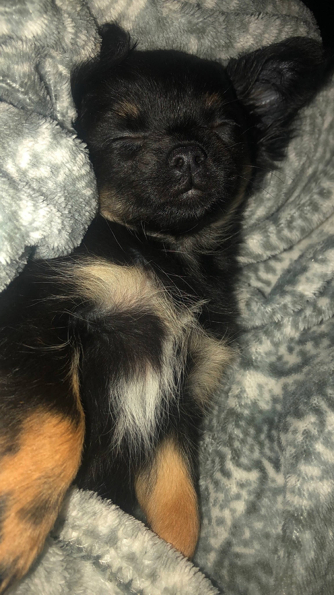 Princess a rejoint le concours — aidez-le/la à gagner de superbes lots ! canidae, carnivore, companion_dog, dog, dog_breed, mammal, puppy, vertebrate