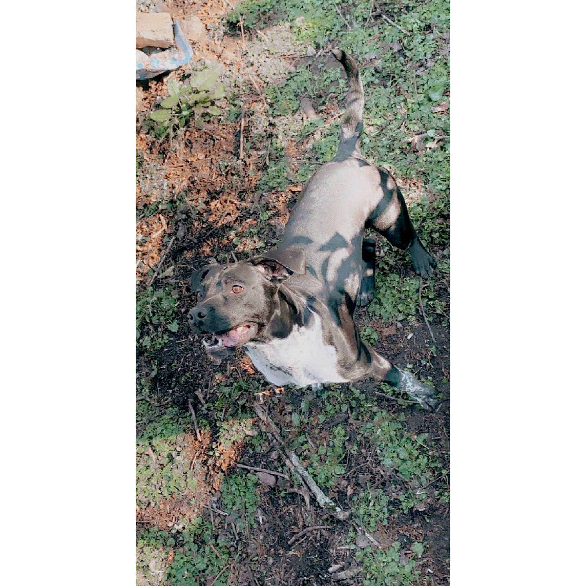 Princesse a rejoint le concours — aidez-le/la à gagner de superbes lots ! carnivore, companion_dog, dog, dog_breed, fawn, grass, groundcover, non_sporting_group, plant, rectangle, soil, sporting_group, tail, terrestrial_animal, working_animal