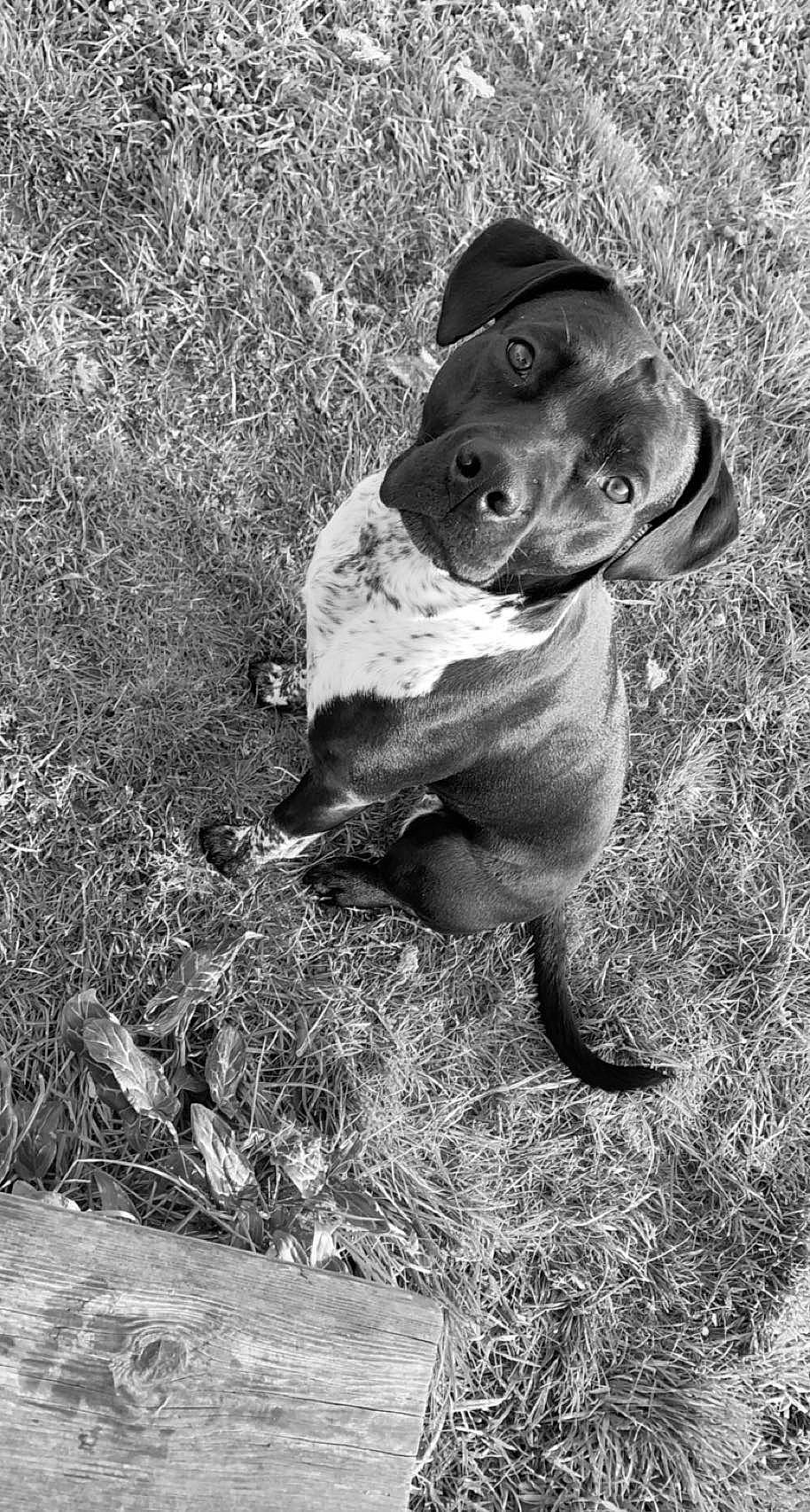 Princesse participe au concours pour gagner de l'argent avec cette photo : ancient_dog_breeds, black_and_white, carnivore, companion_dog, dog, dog_breed, grass, guard_dog, hat, hunting_dog, molosser, monochrome, monochrome_photography, non_sporting_group, soil, stock_photography, style, terrestrial_animal, whiskers, working_animal
