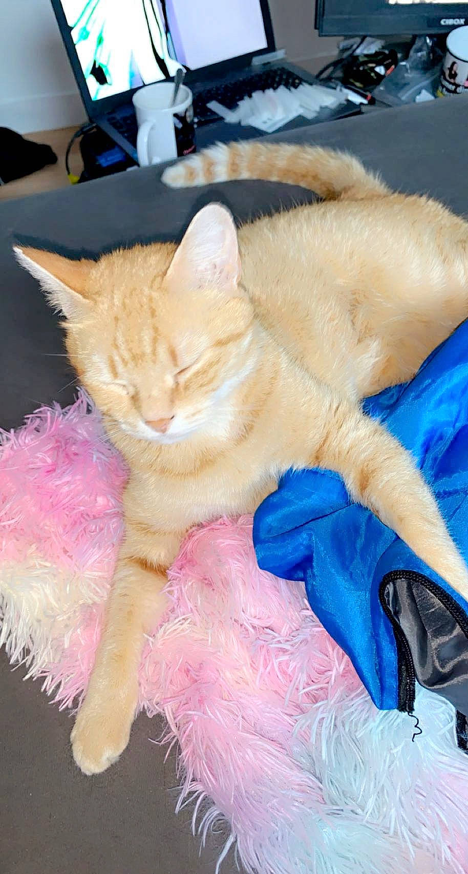 Canaille participe au concours pour gagner de l'argent avec cette photo : art, carnivore, cat, claw, comfort, domestic_short_haired_cat, electric_blue, fashion_accessory, fawn, felidae, fur, magenta, nap, paw, small_to_medium_sized_cats, snout, tail, thread, whiskers, wool