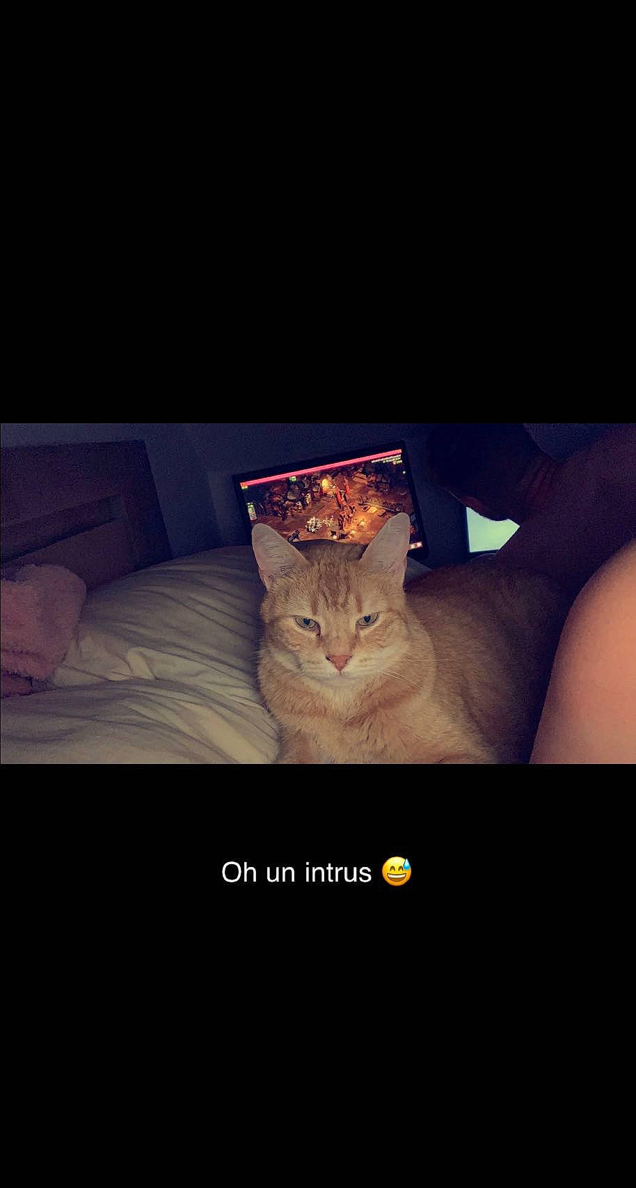 Canaille participe au concours pour gagner de l'argent avec cette photo : carnivore, cat, comfort, darkness, domestic_short_haired_cat, fawn, felidae, font, fur, grey, head, paw, photo_caption, room, sitting, small_to_medium_sized_cats, snout, tail, whiskers, window