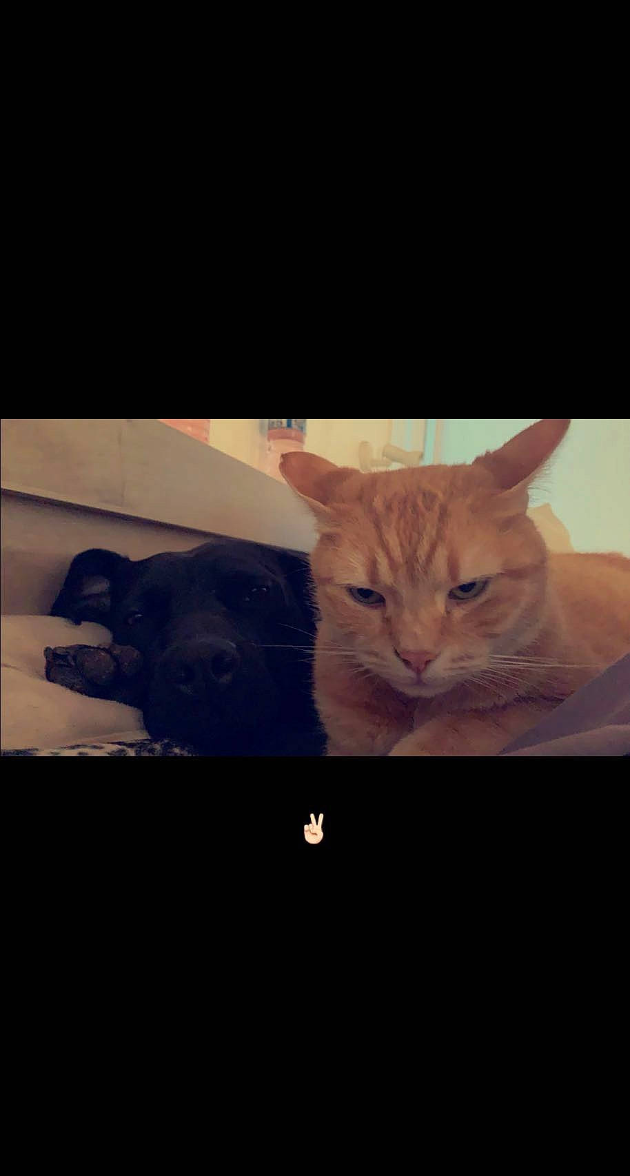 Canaille participe au concours pour gagner de l'argent avec cette photo : carnivore, cat, comfort, display_device, felidae, font, fur, gadget, multimedia, photo_caption, rectangle, sky, small_to_medium_sized_cats, snout, square, tail, tints_and_shades, whiskers, wildlife, wood