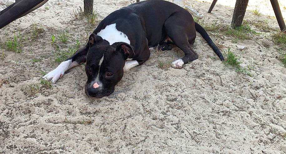 Shanelle participe au concours pour gagner de l'argent avec cette photo : animal_feed, canidae, carnivore, claw, companion_dog, dog, dog_breed, fawn, fur, grass, hunting_dog, non_sporting_group, paw, puppy, soil, sporting_group, tail, terrestrial_animal, working_animal, working_dog