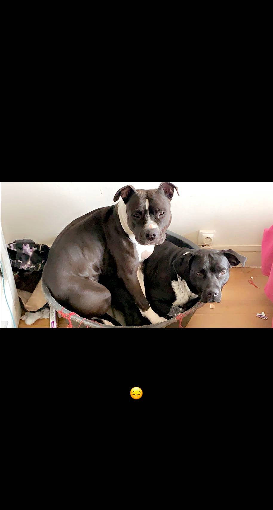 Shanelle participe au concours pour gagner de l'argent avec cette photo : advertising, boston_terrier, camera_lens, cameras_optics, canidae, carnivore, companion_dog, dog, dog_breed, eyewear, fawn, flash_photography, font, photo_caption, sitting, snout, still_life_photography, toy_dog, whiskers, working_animal