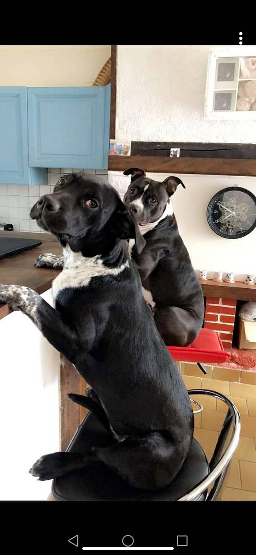 Shanelle participe au concours pour gagner de l'argent avec cette photo : auto_part, borador, canidae, carnivore, collar, comfort, companion_dog, dog, dog_breed, dog_collar, fawn, fur, guard_dog, picture_frame, sitting, snout, sporting_group, tail, whiskers, working_animal