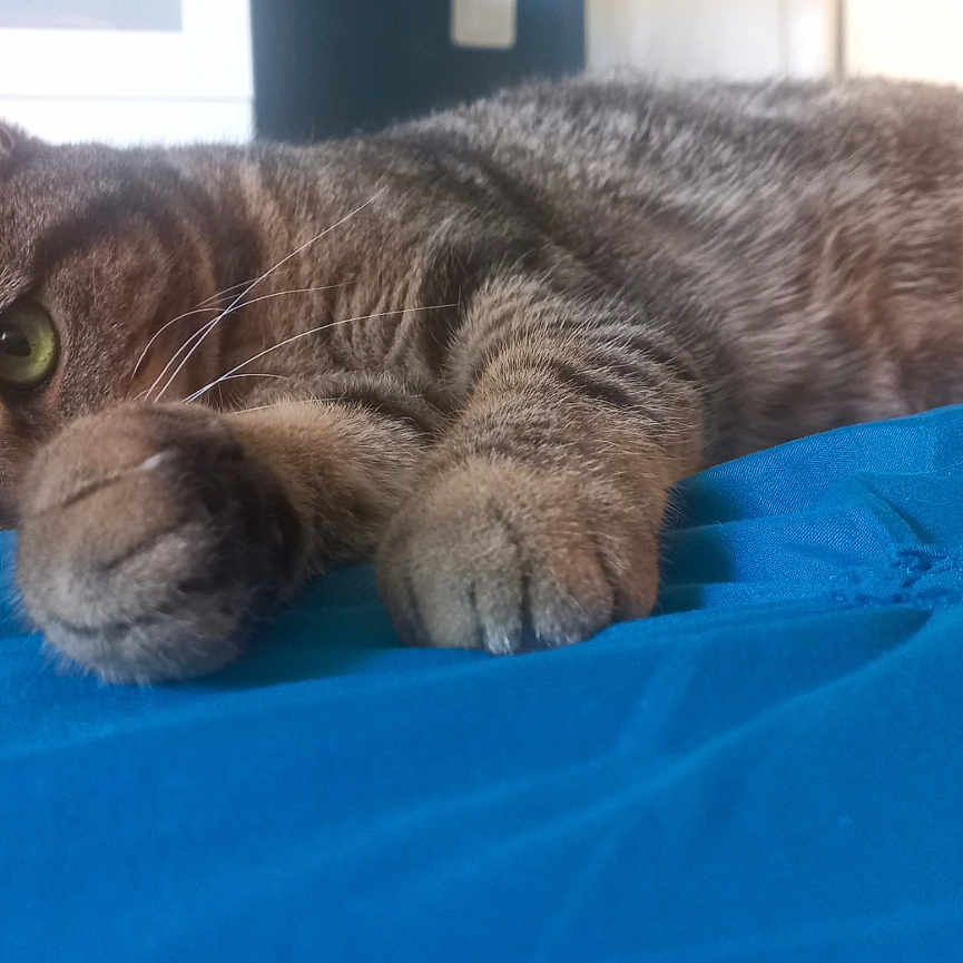 Mila participe au concours pour gagner de l'argent avec cette photo : animal, bed, blue_bedspread, cat, closeup, cozy, cute, feline, fur, green_eye, indoor, laying_down, paw, pet, relaxed, resting, striped, tabby, whiskers, yellow_pillow