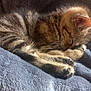 kitten, cat, sleeping, tabby, fur, pet, cozy, blanket, soft, rest, animal, cute, paw, whiskers, indoors, nap, feline, domestic, young, peaceful
