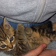 Mila a rejoint le concours — aidez-le/la à gagner de superbes lots ! kitten, cat, tabby, animal, pet, cute, feline, fur, young, small, hands, human, clothing, hoodie, gray, casual, indoor, comfort, cuddle, resting