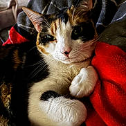 Nahla Marie Loya joined the competition — help win amazing prizes! cat, calico_cat, pet, animal, feline, fur, whiskers, paws, blanket, red_blanket, cozy, indoor, resting, cute, close_up, portrait, relaxed, soft, domestic_animal, eyes