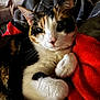 cat, calico_cat, pet, animal, feline, fur, whiskers, paws, blanket, red_blanket, cozy, indoor, resting, cute, close_up, portrait, relaxed, soft, domestic_animal, eyes