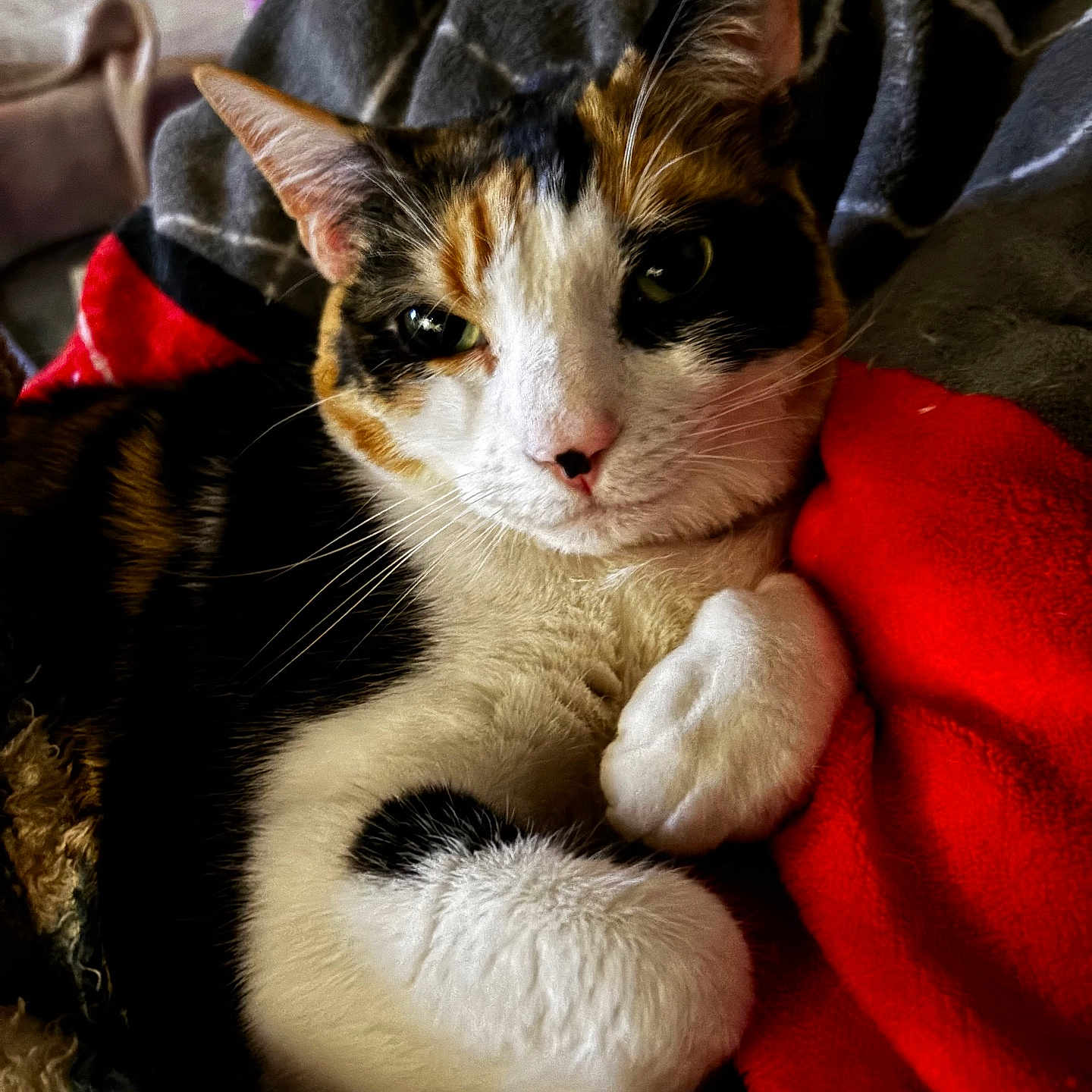 Nahla Marie Loya joined the competition — help win amazing prizes! animal, blanket, calico_cat, cat, close_up, cozy, cute, domestic_animal, eyes, feline, fur, indoor, paws, pet, portrait, red_blanket, relaxed, resting, soft, whiskers