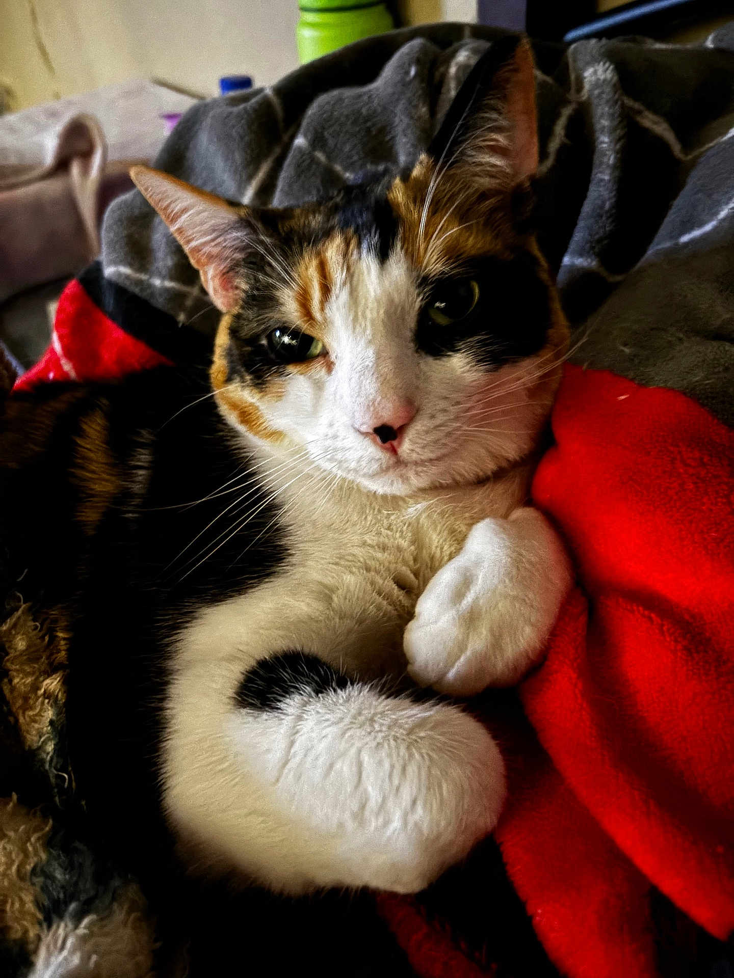 Nahla Marie Loya joined the competition — help win amazing prizes! cat, calico_cat, pet, animal, feline, fur, whiskers, paws, blanket, red_blanket, cozy, indoor, resting, cute, close_up, portrait, relaxed, soft, domestic_animal, eyes