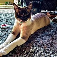 Michi Chelito Loya joined the competition — help win amazing prizes! cat, siamese_cat, stretching, carpet, indoor, pet, toy, sandals, floor, feline, collar, curious, closeup, animal, home, domestic, whiskers, paws, relaxed, soft_light