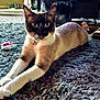 cat, siamese_cat, stretching, carpet, indoor, pet, toy, sandals, floor, feline, collar, curious, closeup, animal, home, domestic, whiskers, paws, relaxed, soft_light