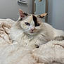 Fortune joined the competition — help win amazing prizes! cat, fluffy, blue_eyes, blanket, indoor, cozy, soft_texture, relaxed, pet, feline, fur, resting, mirror, shelf, home, close_up, animal, cute, comfort, domestic