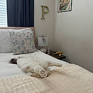 Fortune is registered to the contest to win money with this photo: cat, bed, blanket, pillow, curtain, lamp, wall_art, bedroom, fluffy, white_cat, relaxed, indoor, decor, cozy, furniture, sleeping_cat, soft_light, table, ornament, home
