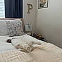 cat, bed, blanket, pillow, curtain, lamp, wall_art, bedroom, fluffy, white_cat, relaxed, indoor, decor, cozy, furniture, sleeping_cat, soft_light, table, ornament, home